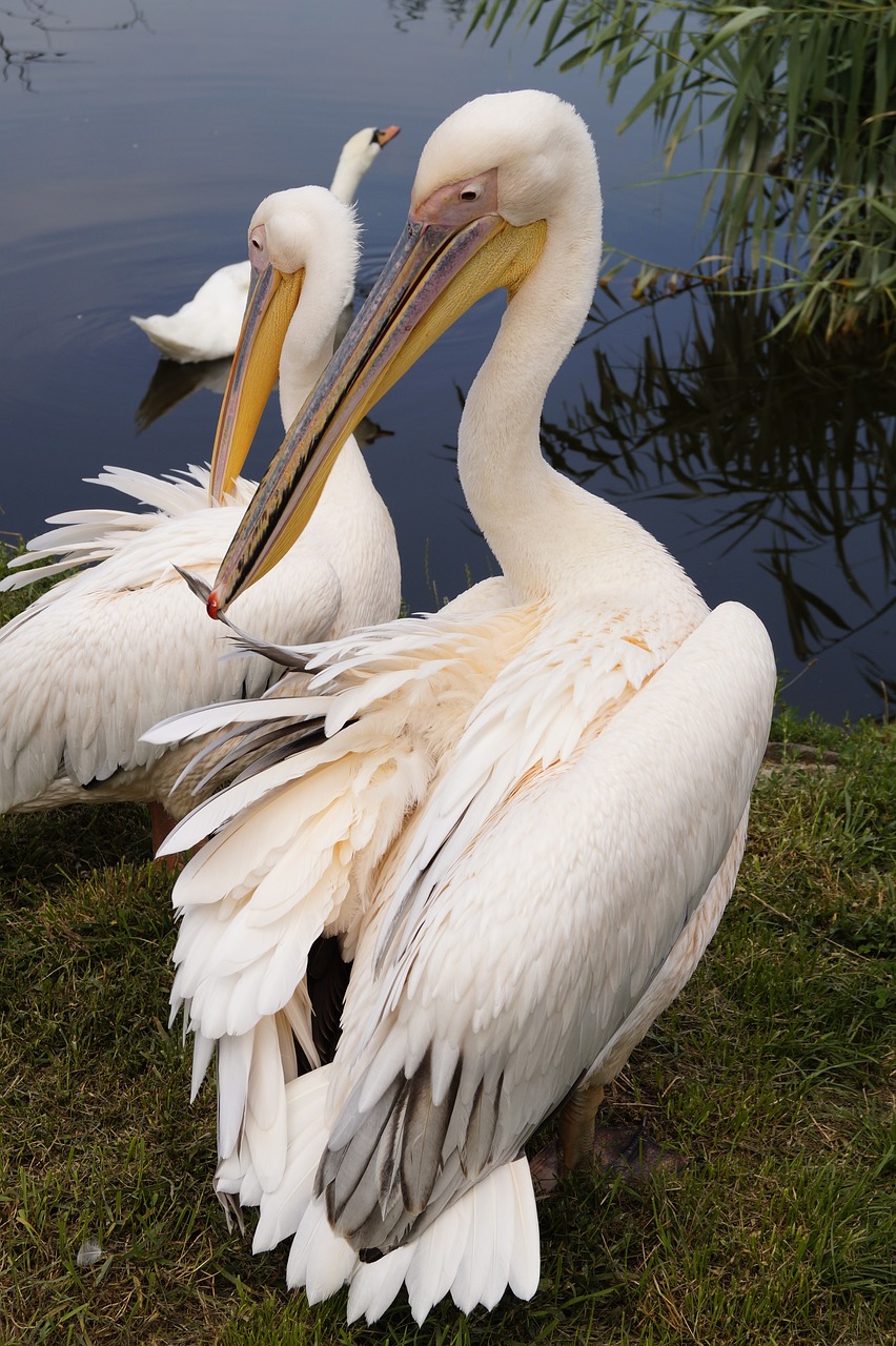 Pelican, Paukštis, Gyvūnas, Plunksnos, Sparnuotas, Fauna, Puikus Baltas Pelikanas, Gamta, Vanduo, Paukščiai