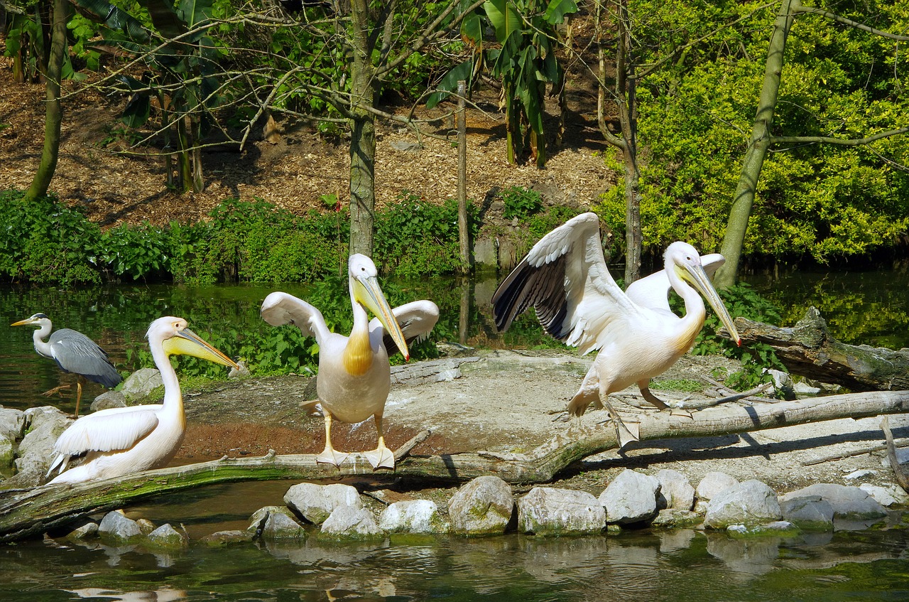 Pelican, Paukštis, Balta, Zoo De Lille, Balta Paukštis, Skalė, Skrydis, Sparnai, Snapas, Pelecanidae