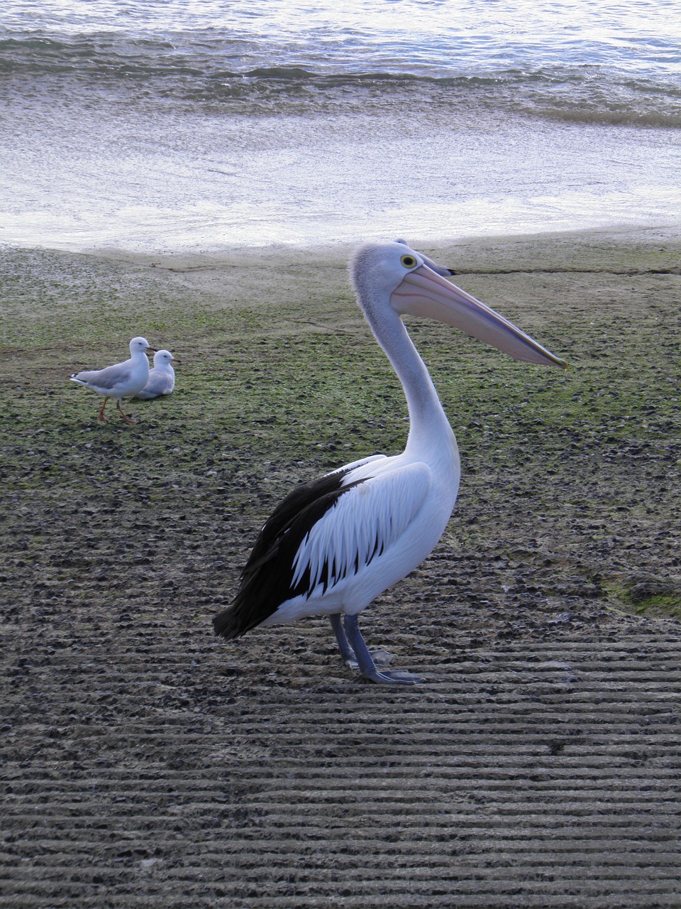 Pelican, Paukštis, Laukinė Gamta, Gamta, Laukiniai, Gyvūnas, Sparnai, Didelis Paukštis, Gyvūninė Fotografija, Didelis Paukštis