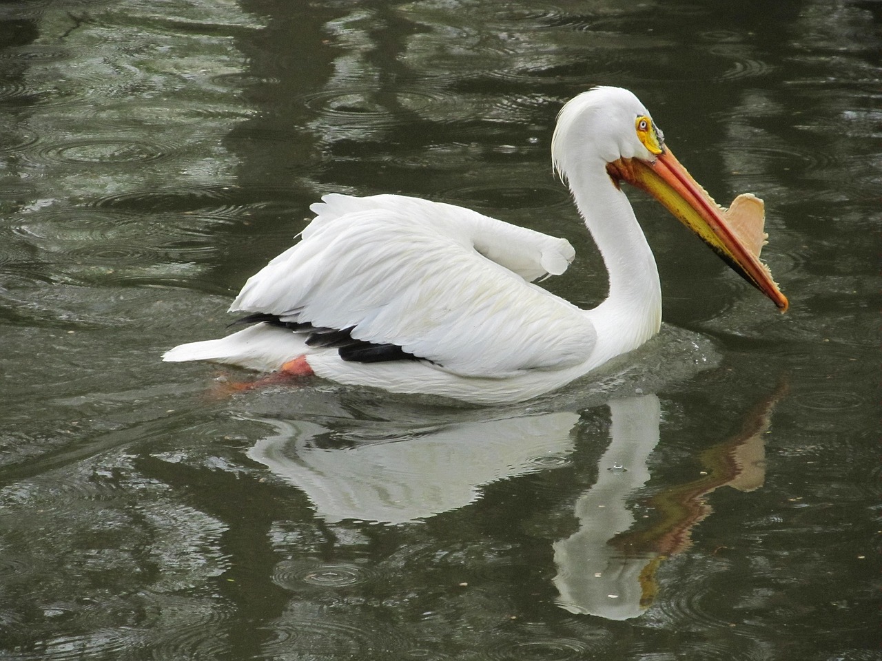 Pelican, Paukštis, Laukinė Gamta, Gamta, Vanduo, Maudytis, Portretas, Piktograma, Snapas, Laukiniai