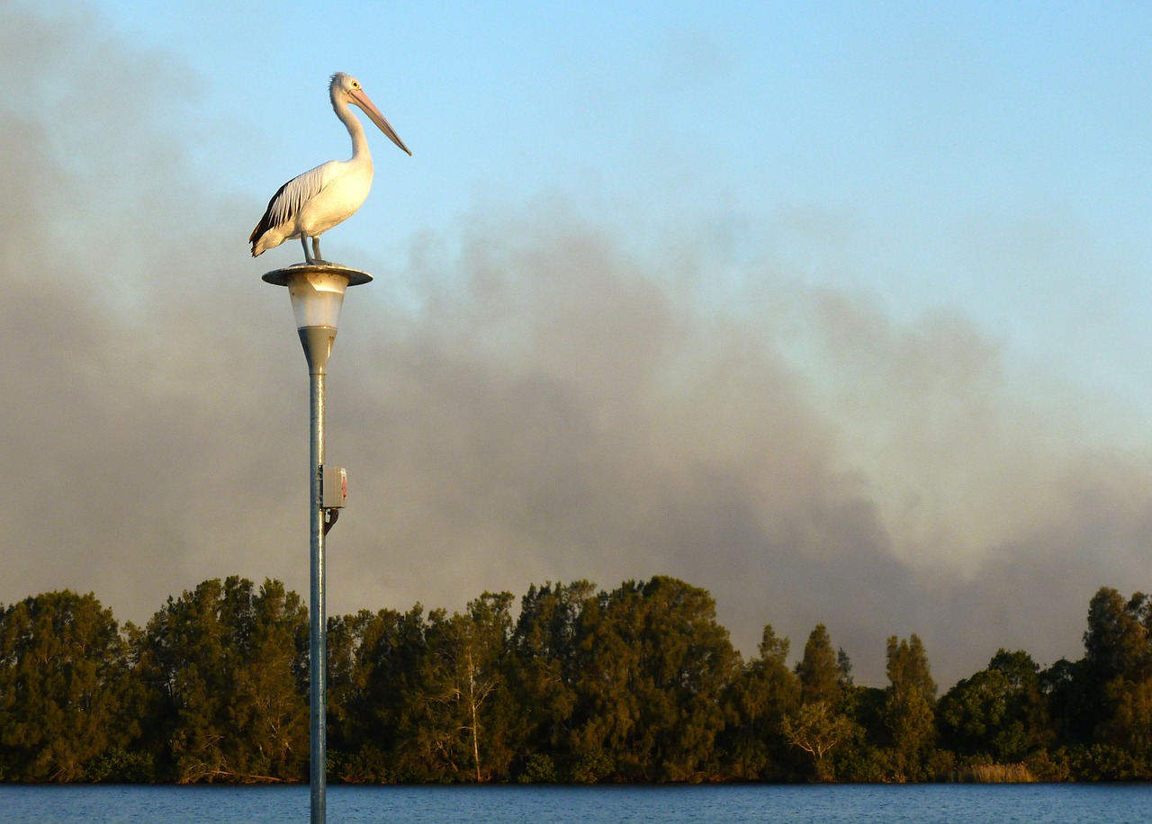 Pelican, Australijos Pelikanas, Pelecanus Conspicillatus, Paukščiai, Australia, Gamta, Paukštis, Vandens Paukštis, Vandens Paukščiai, Nemokamos Nuotraukos