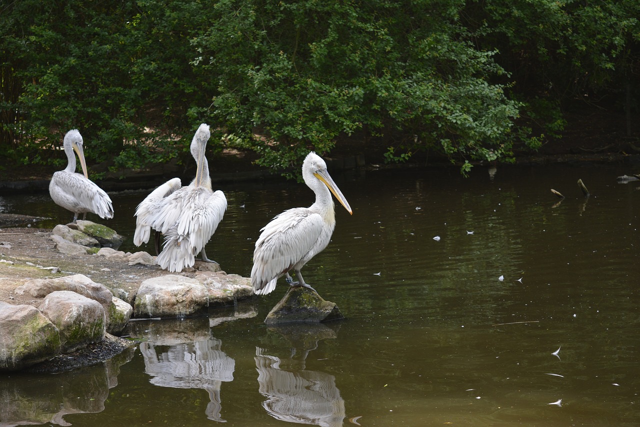 Pelican, Paukštis, Gyvūnas, Gamta, Laukinė Gamta, Pelikano Paukštis, Nemokamos Nuotraukos,  Nemokama Licenzija