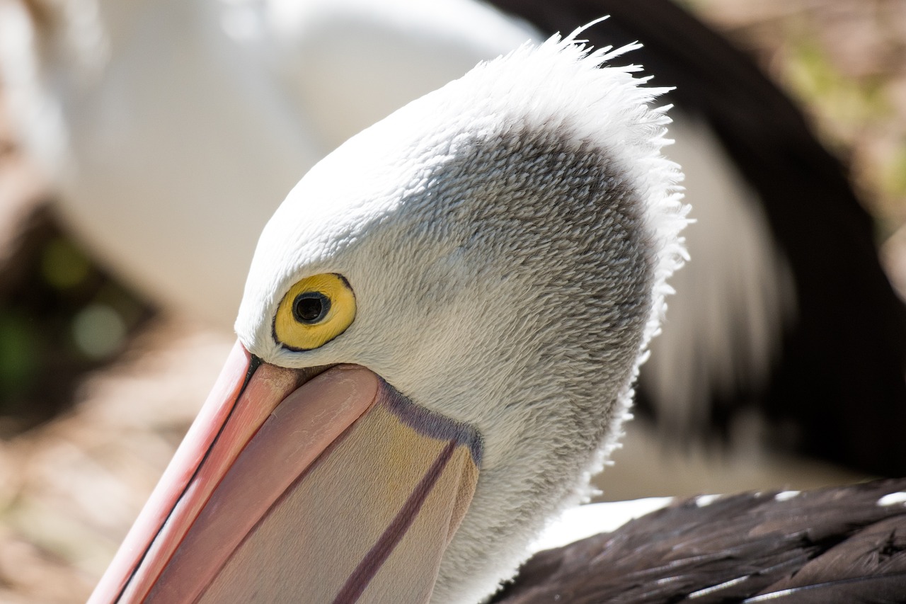 Pelican, Akis, Paukštis, Laukinė Gamta, Gyvūnas, Plunksna, Galva, Nemokamos Nuotraukos,  Nemokama Licenzija