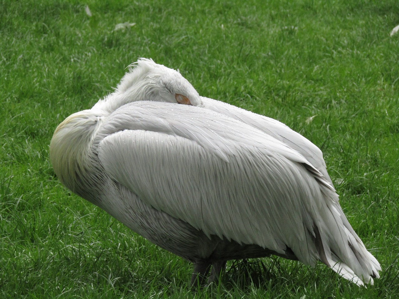 Pelican, Zoologijos Sodas, Paukštis, Plunksna, Vandens Paukštis, Nemokamos Nuotraukos,  Nemokama Licenzija