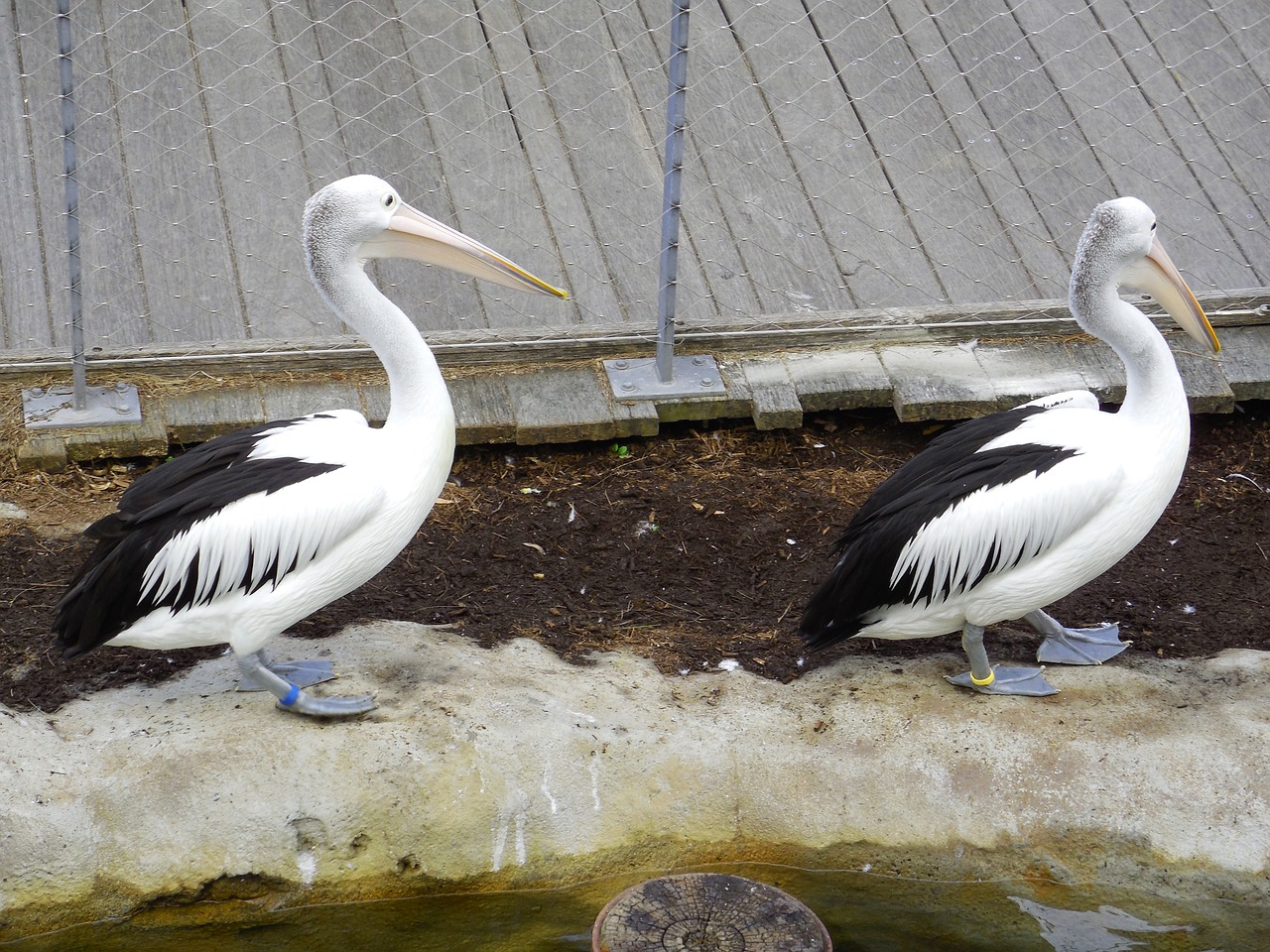 Pelican, Pelikano Pora, Gamta, Pora, Nemokamos Nuotraukos,  Nemokama Licenzija