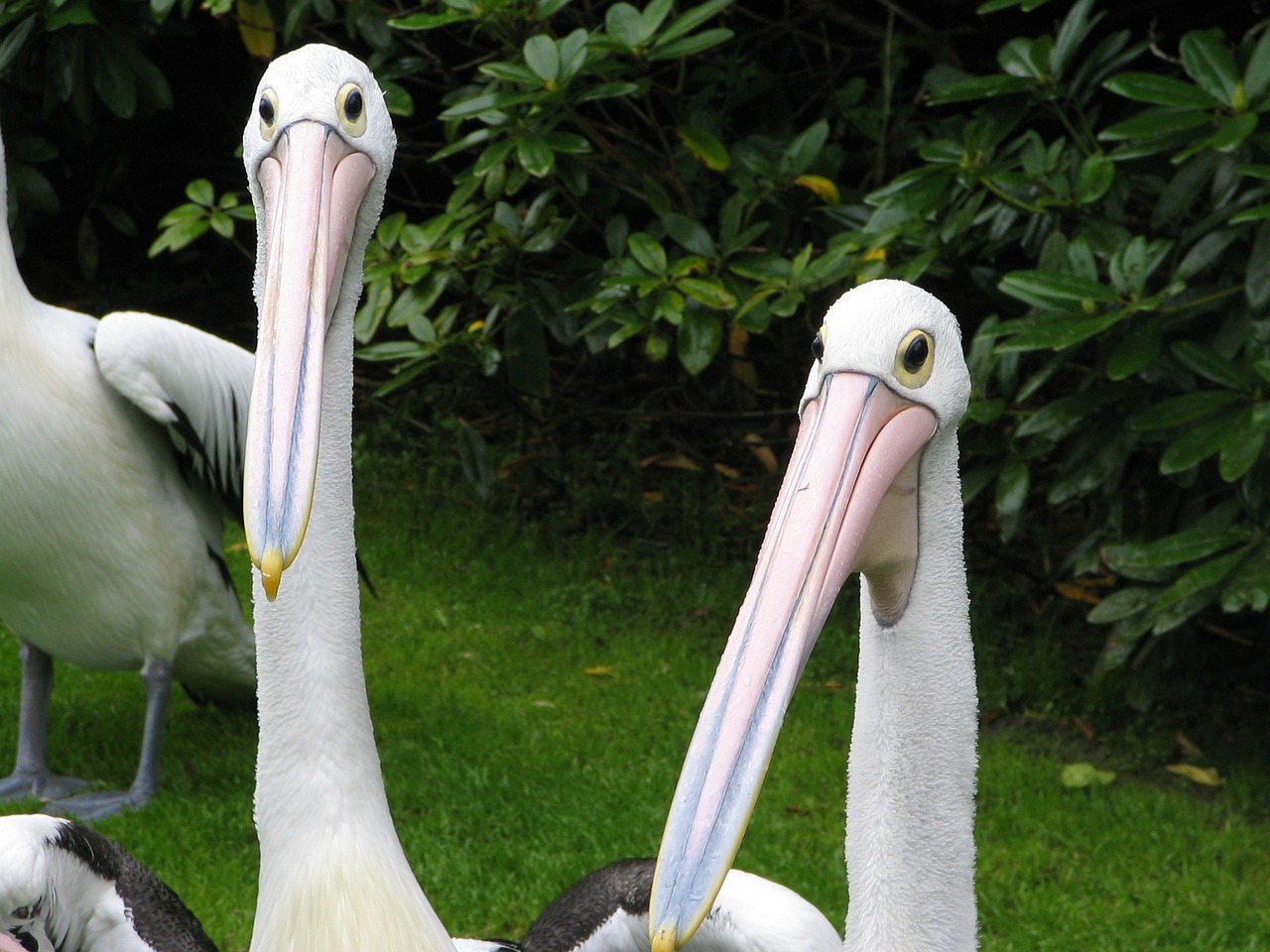 Pelican, Pelikan, Paukštis, Sąskaitą, Balta, Nemokamos Nuotraukos,  Nemokama Licenzija