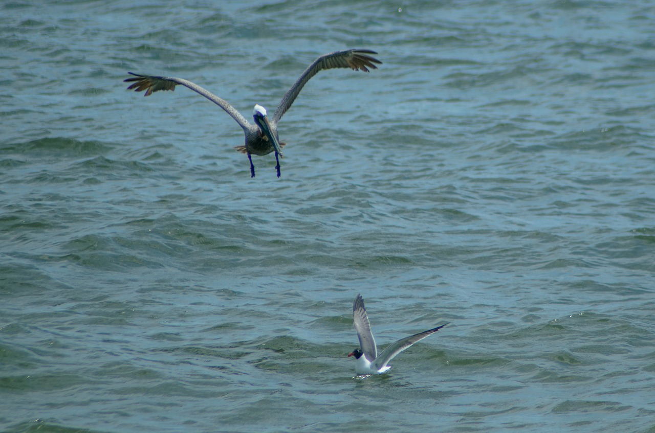 Pelican, Kajakas, Paukštis, Jūra, Gyvūnas, Gamta, Laukinė Gamta, Papludimys, Vanduo, Snapas