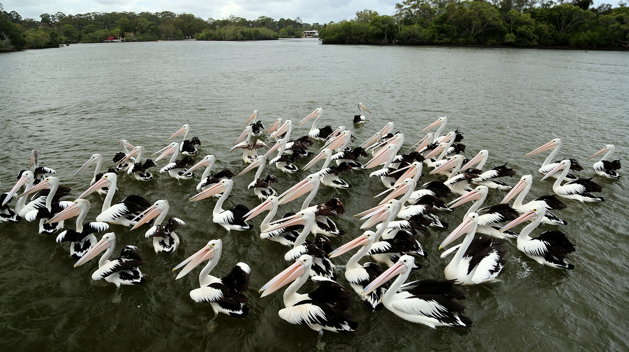Pelican, Paukštis, Tvarkingas, Nemokamos Nuotraukos,  Nemokama Licenzija