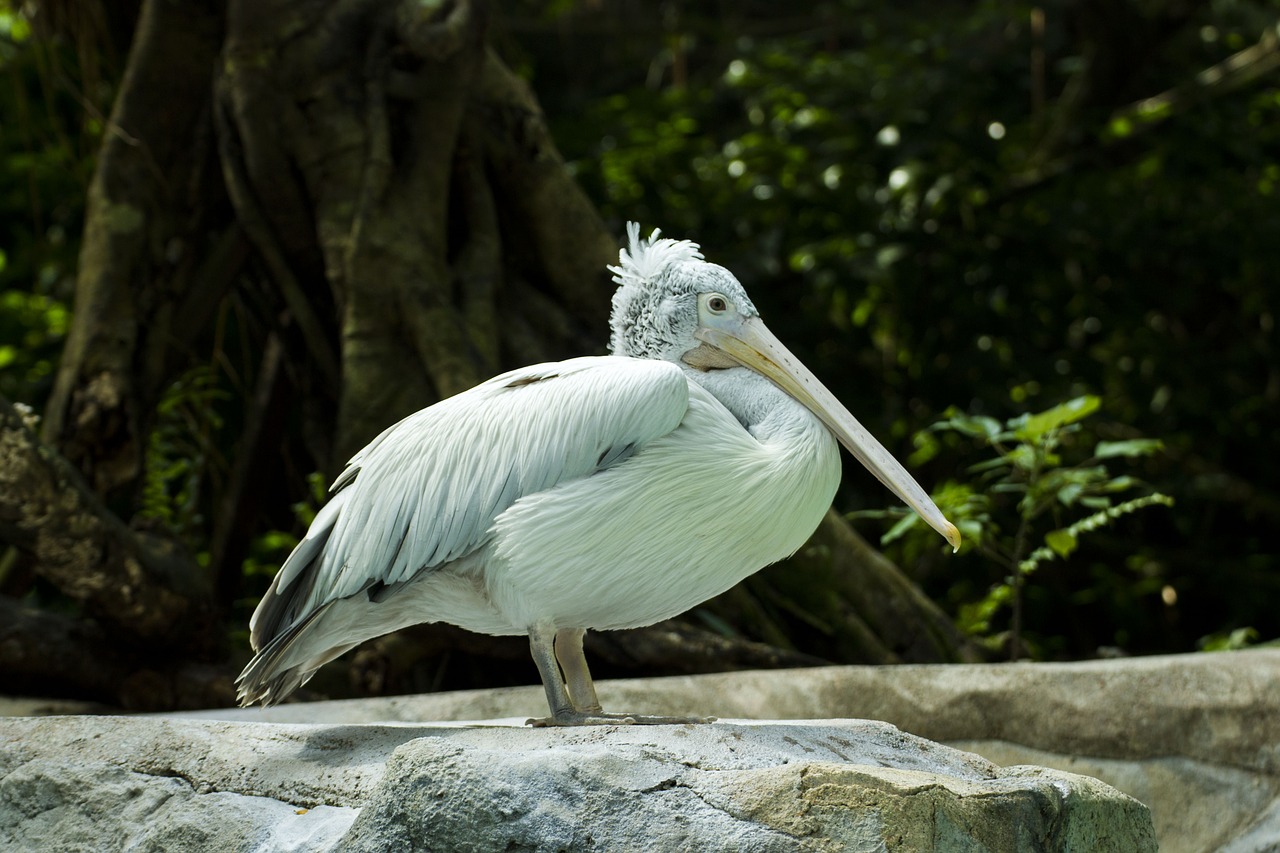 Pelican, Paukštis, Laukinė Gamta, Ornitologija, Skraidantis, Gamtos Fotografija, Pilkas Pelikas, Baltoji Paukštis, Laukinis Paukštis, Pelikano Paukštis
