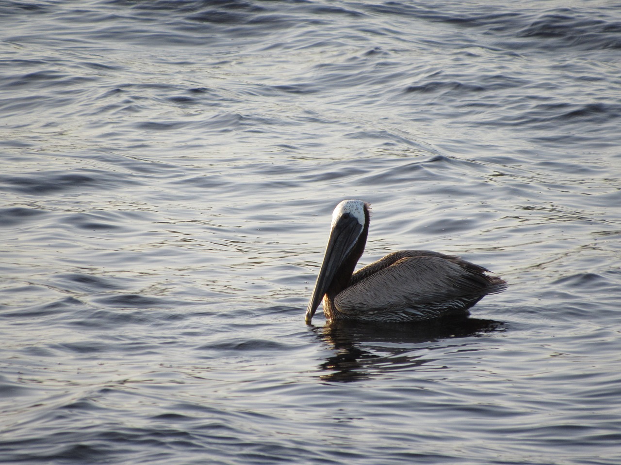 Pelican, Paukštis, Plaukiojantieji, Vanduo, Nemokamos Nuotraukos,  Nemokama Licenzija