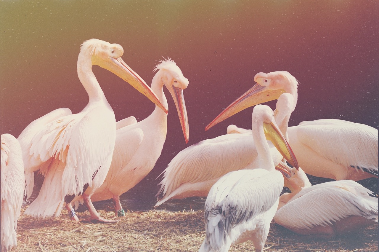Pelican, Paukštis, Naminiai Paukščiai, Nemokamos Nuotraukos,  Nemokama Licenzija