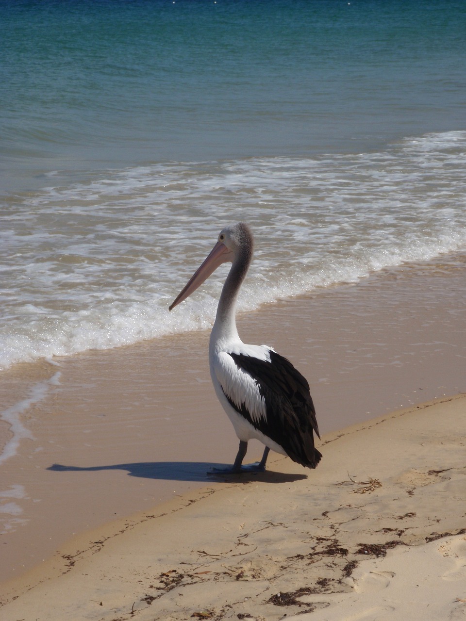 Pelican, Papludimys, Australia, Sala, Nemokamos Nuotraukos,  Nemokama Licenzija