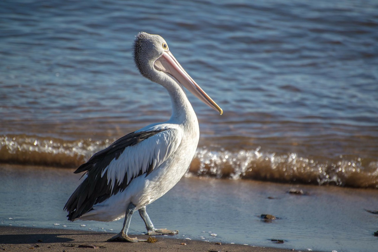 Pelican, Paukštis, Australia, Vandenynas, Papludimys, Sidnėjus, Nemokamos Nuotraukos,  Nemokama Licenzija