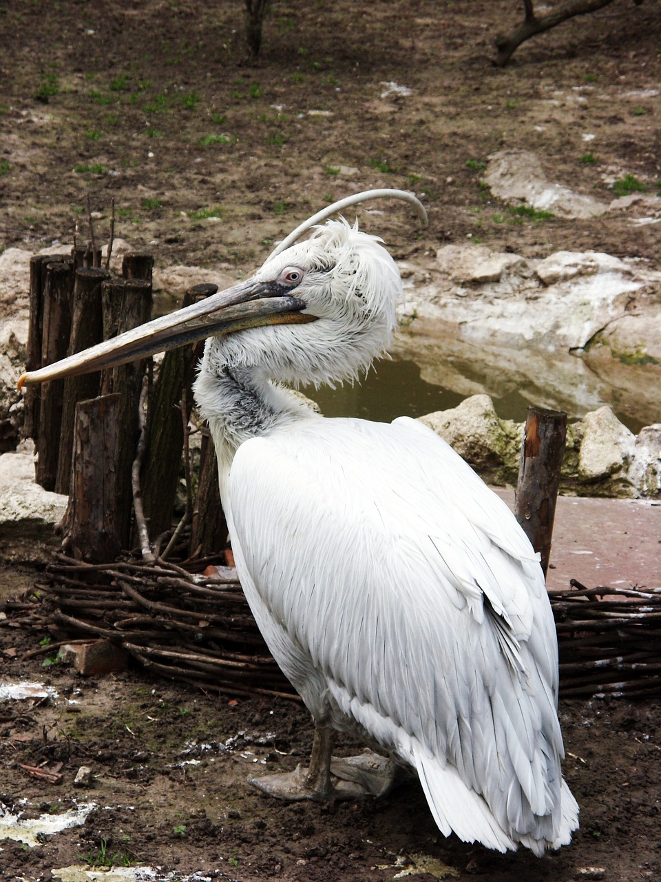 Pelican, Paukštis, Zoologijos Sodas, Plunksnos Rasės, Nemokamos Nuotraukos,  Nemokama Licenzija