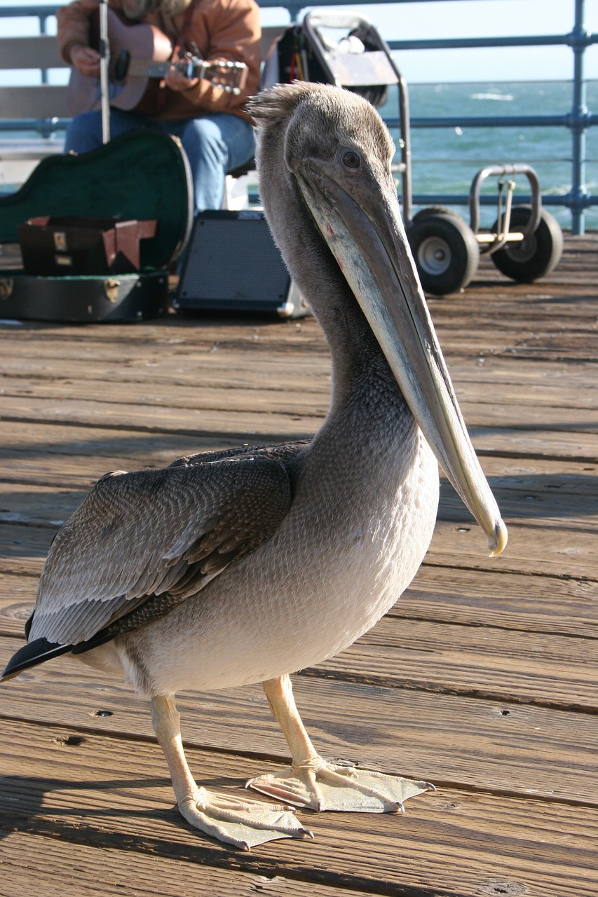 Pelican, Santa Monica, Paukštis, Skristi, Sparnai, Plunksna, Laukinė Gamta, Snapas, Laukiniai, Laisvė