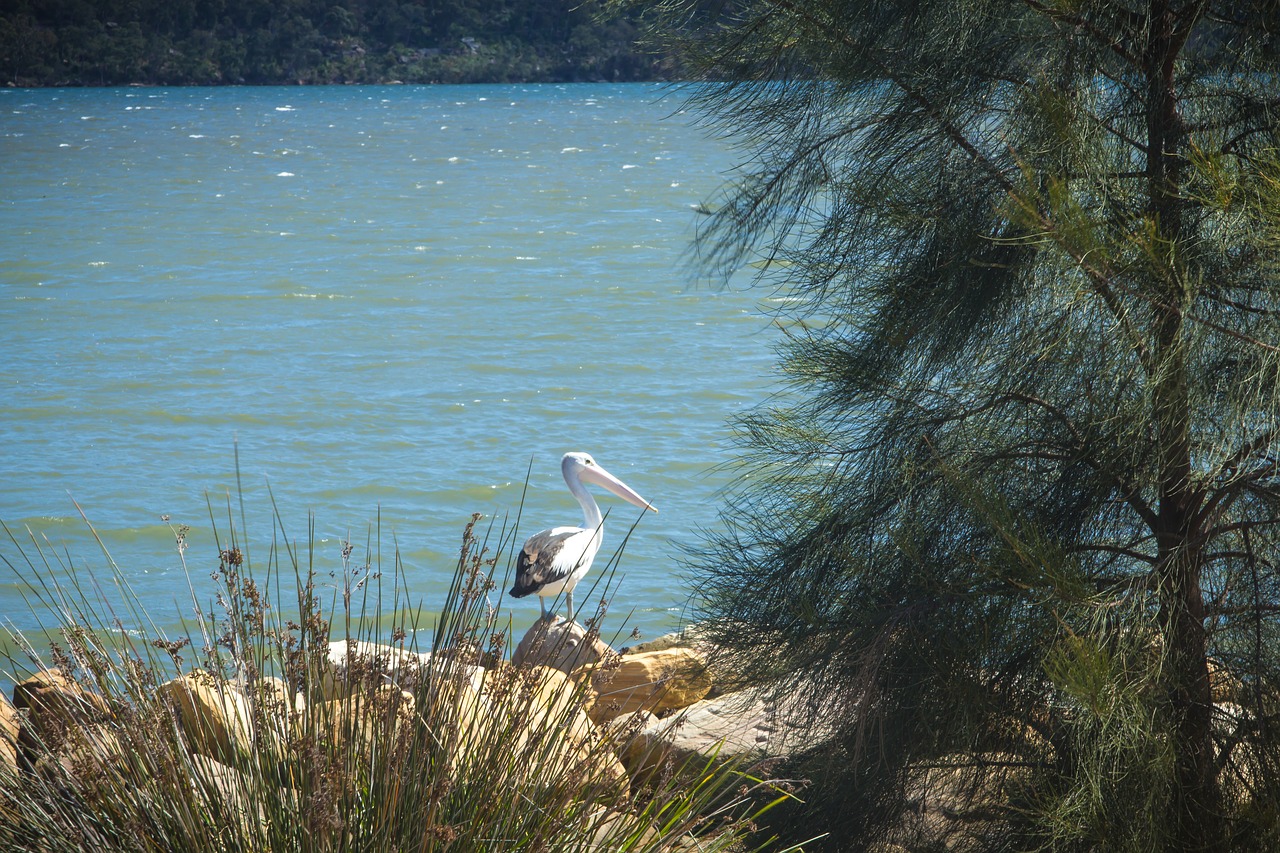 Pelican, Upė, Australia, Paukštis, Gamta, Vanduo, Laukinė Gamta, Laukiniai, Ežeras, Natūralus