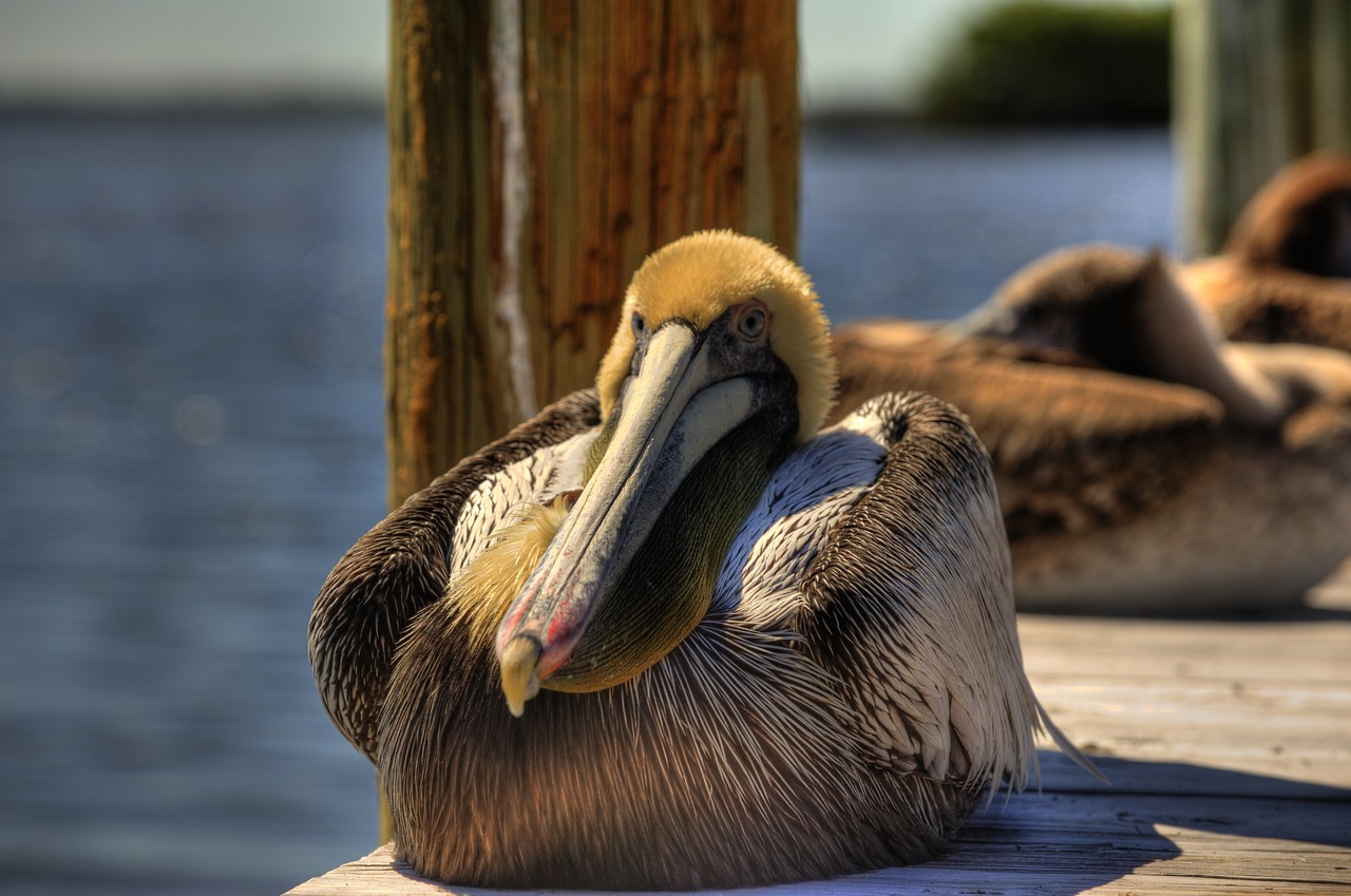 Pelican, Paukščiai, Gamta, Laukinė Gamta, Vandens Paukščiai, Snapas, Gyvūnas, Laukiniai, Nemokamos Nuotraukos,  Nemokama Licenzija