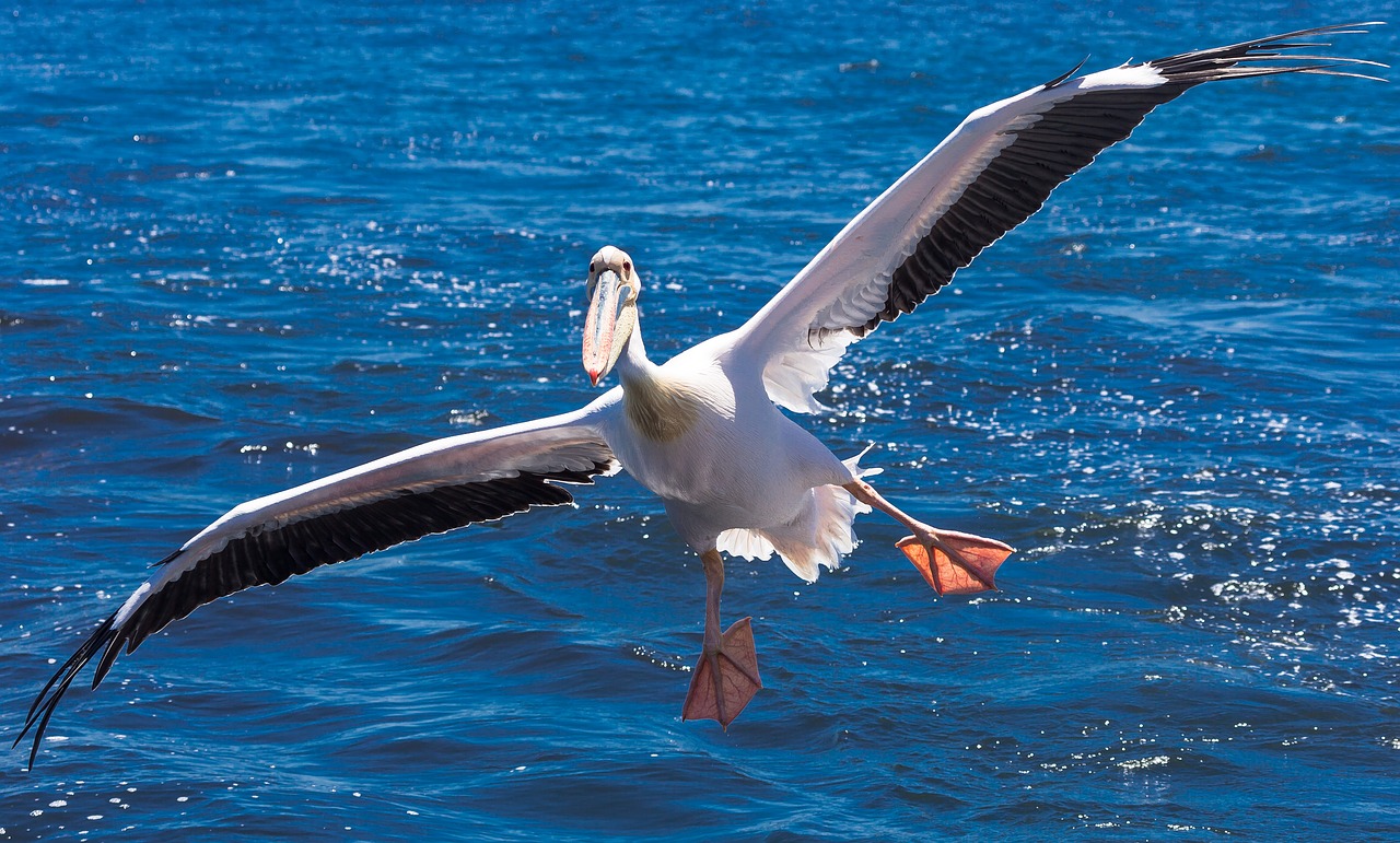 Pelican, Paukštis, Afrika, Namibija, Skrydis, Sparnai, Nemokamos Nuotraukos,  Nemokama Licenzija