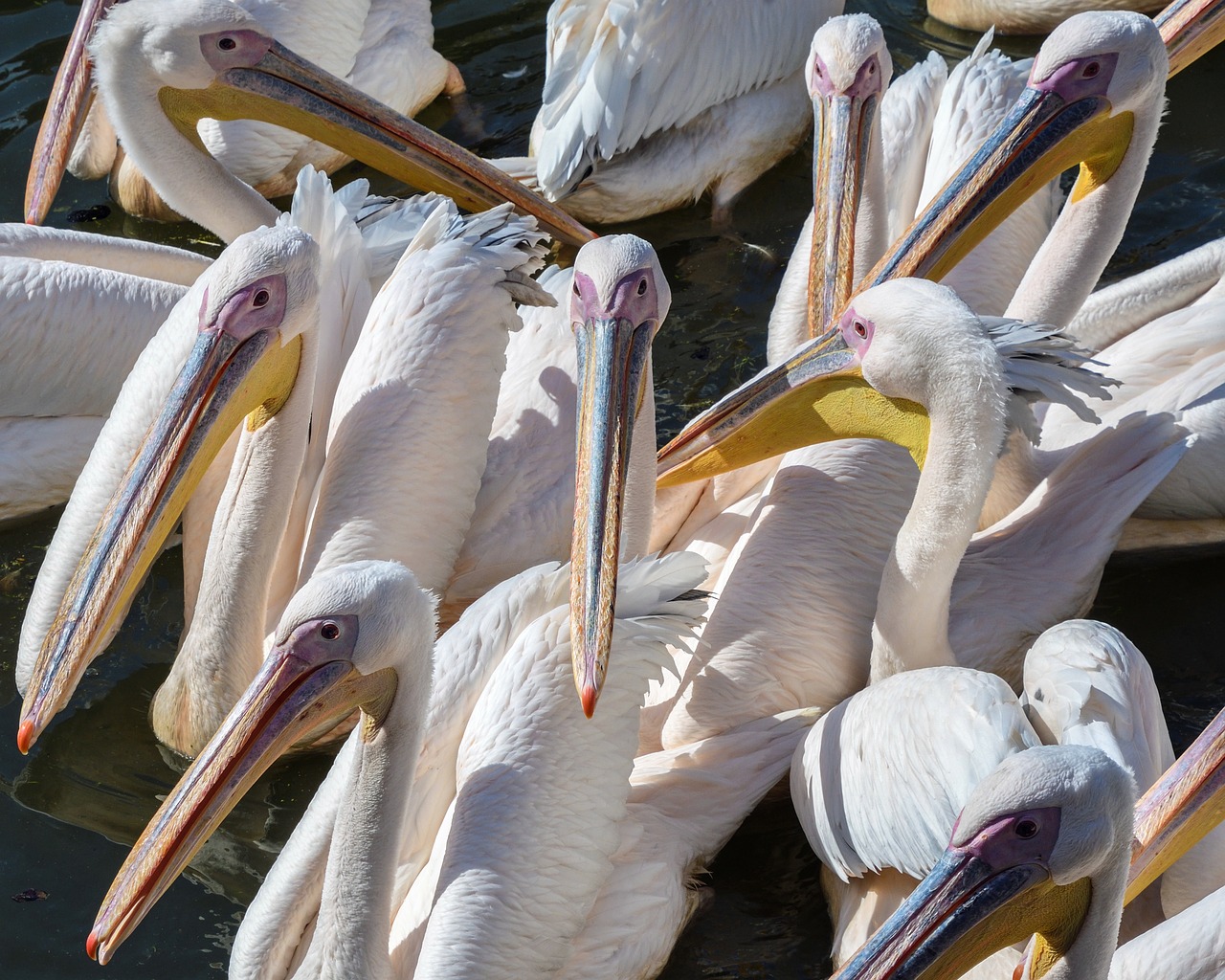 Pelican, Paukštis, Grupė, Vandens, Nemokamos Nuotraukos,  Nemokama Licenzija