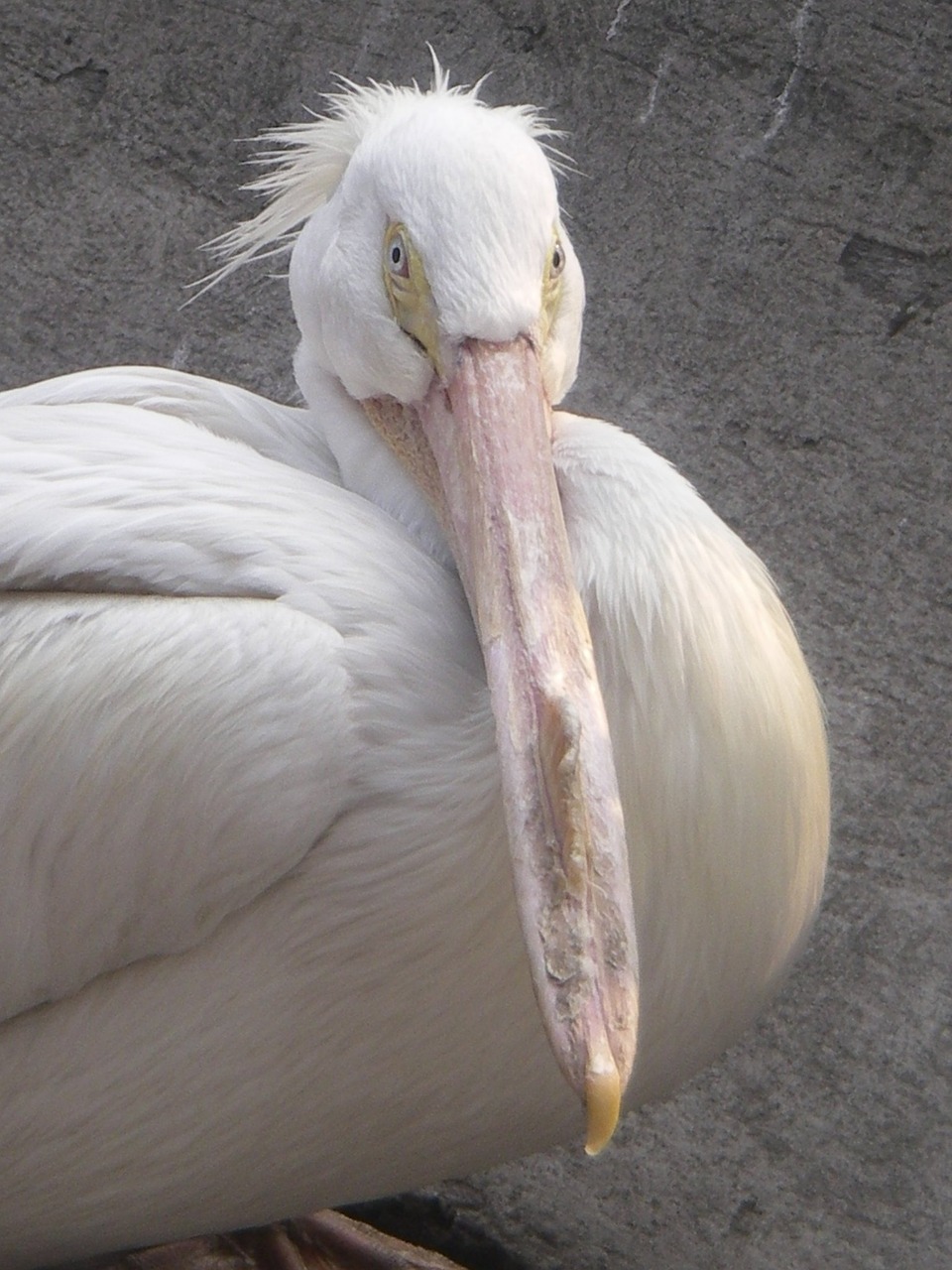 Pelican, Balta, Ave, Paukštis, Pajarraco, Piko, Gyvūnas, Gyvūnai, Ilga Nosis, Gamta