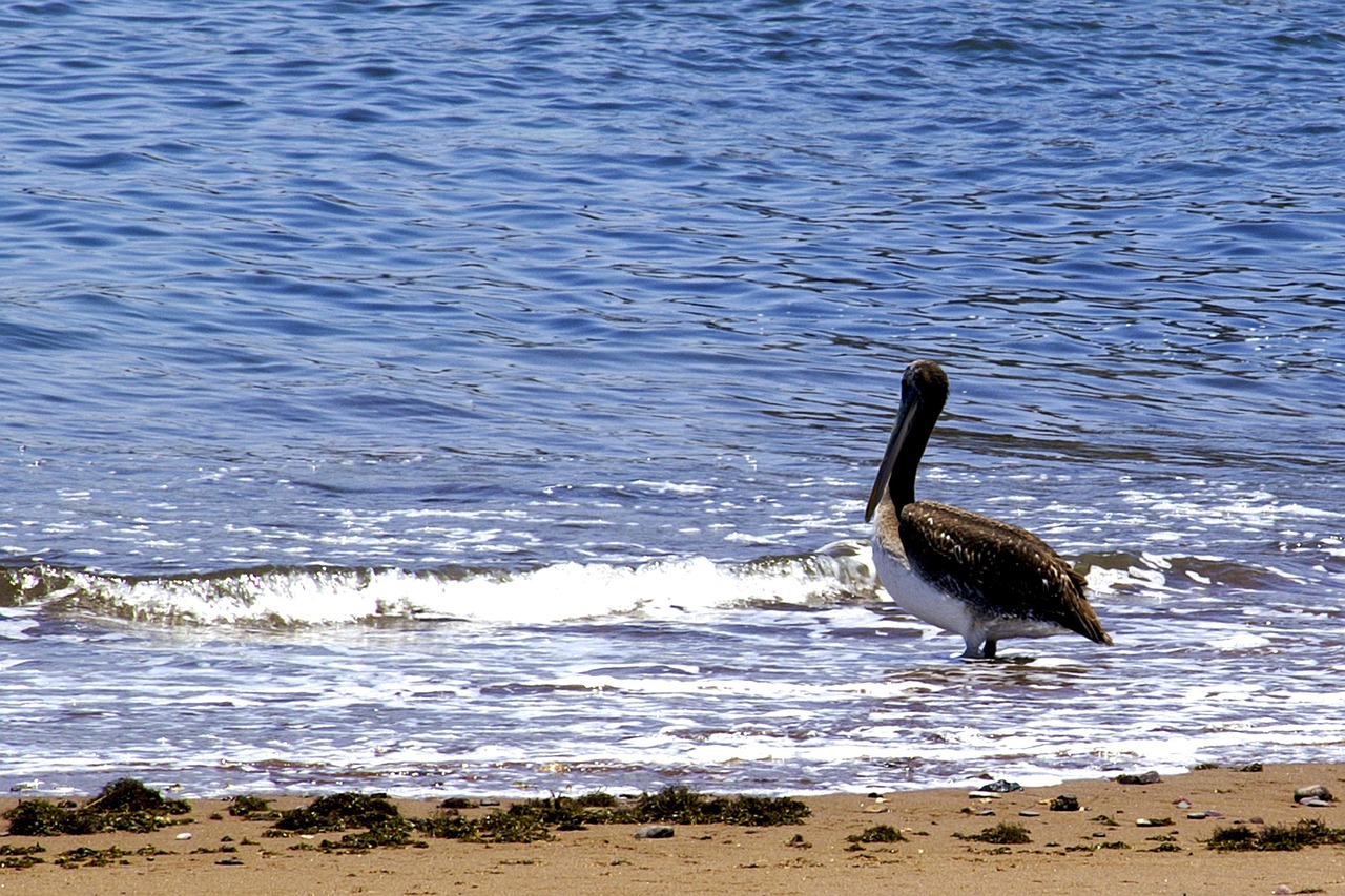 Pelican, Paukštis, Čile, Nemokamos Nuotraukos,  Nemokama Licenzija