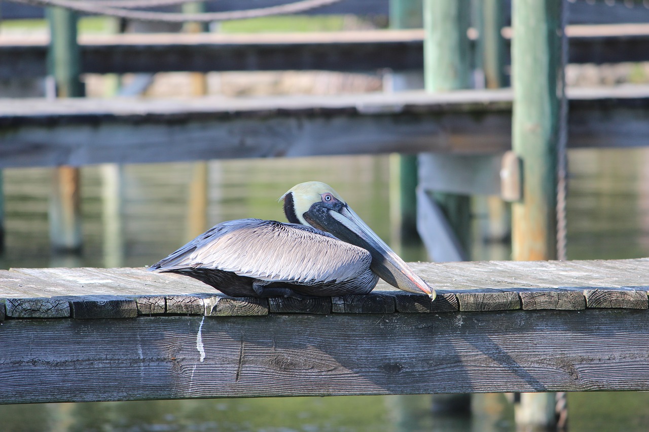 Pelican, Florida, Paukštis, Nemokamos Nuotraukos,  Nemokama Licenzija