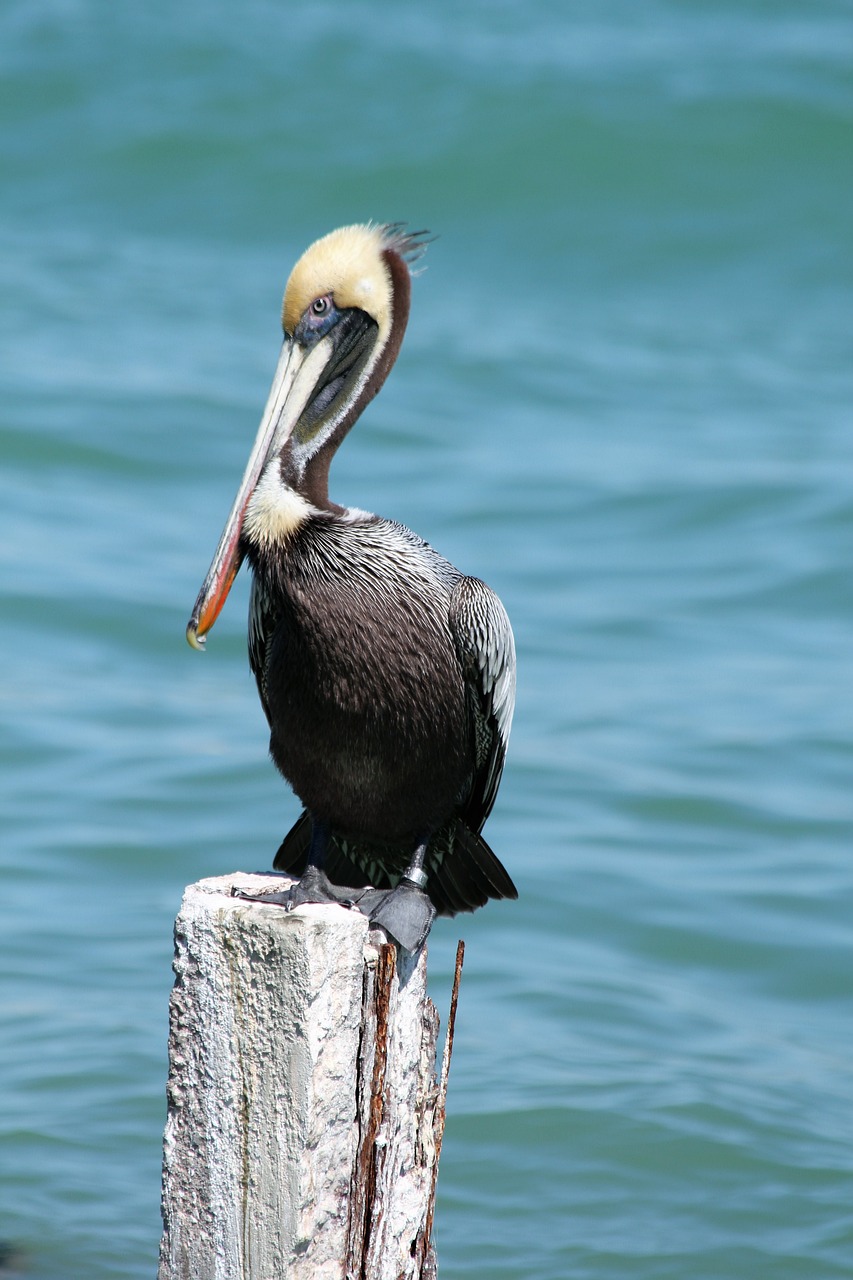 Pelican, Florida, Paukštis, Vanduo, Laukinė Gamta, Gamta, Vandenynas, Ruda, Jūra, Kranto