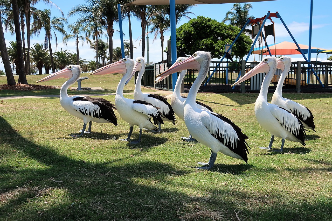 Pelican, Paukštis, Parkas, Nemokamos Nuotraukos,  Nemokama Licenzija