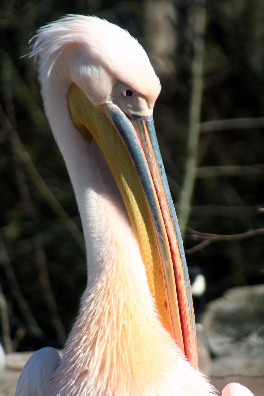 Pelican,  Paukštis,  Fauna,  Portretas,  Gamta,  Gyvūnas,  Be Honoraro Mokesčio, Nemokamos Nuotraukos,  Nemokama Licenzija