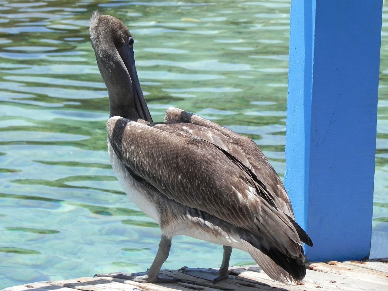 Pelican, Gyvūnai, Ave, Nemokamos Nuotraukos,  Nemokama Licenzija