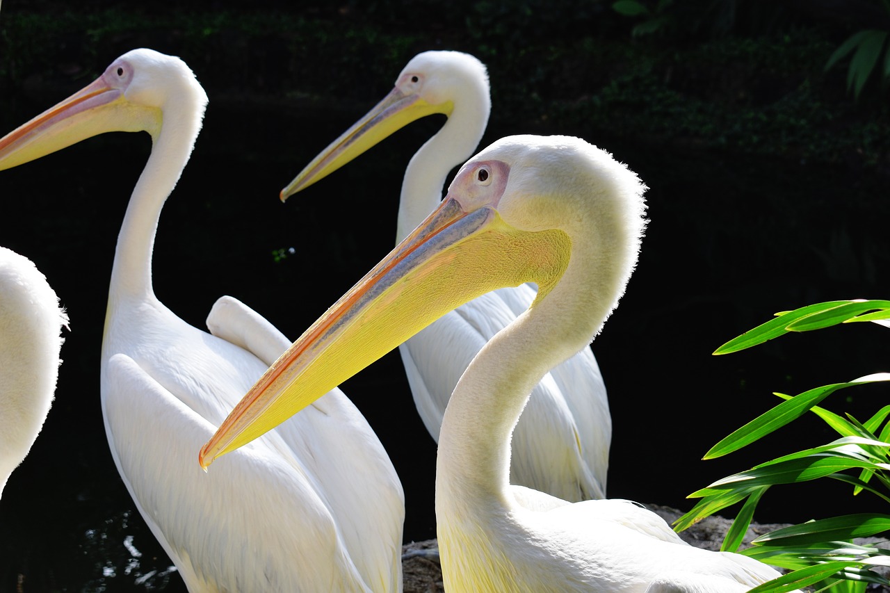 Pelikanas,  Paukštis,  Pobūdį,  Snapas,  Pelecanus Onocrotalus, Nemokamos Nuotraukos,  Nemokama Licenzija