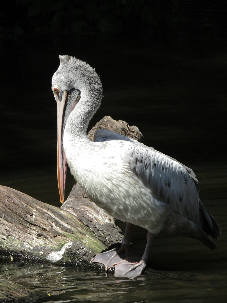 Pelikanas,  Snapas,  Zoo,  Plunksna,  Vandens Paukščiai,  Vanduo Paukštis,  Baltos Spalvos,  Vienišas,  Sparnai,  Prahos Zoo