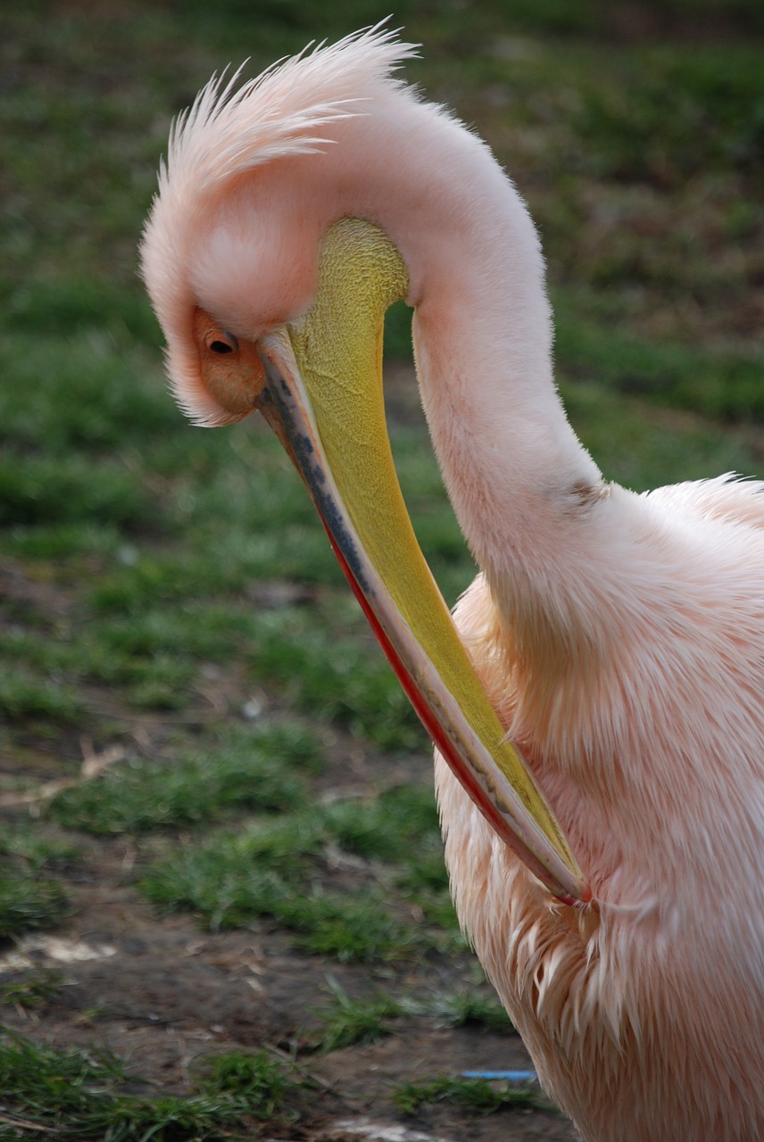 Pelican, Preening, Rožinis Pelikanas, Paukštis, Skristi, Sparnai, Plunksna, Laukinė Gamta, Snapas, Laukiniai