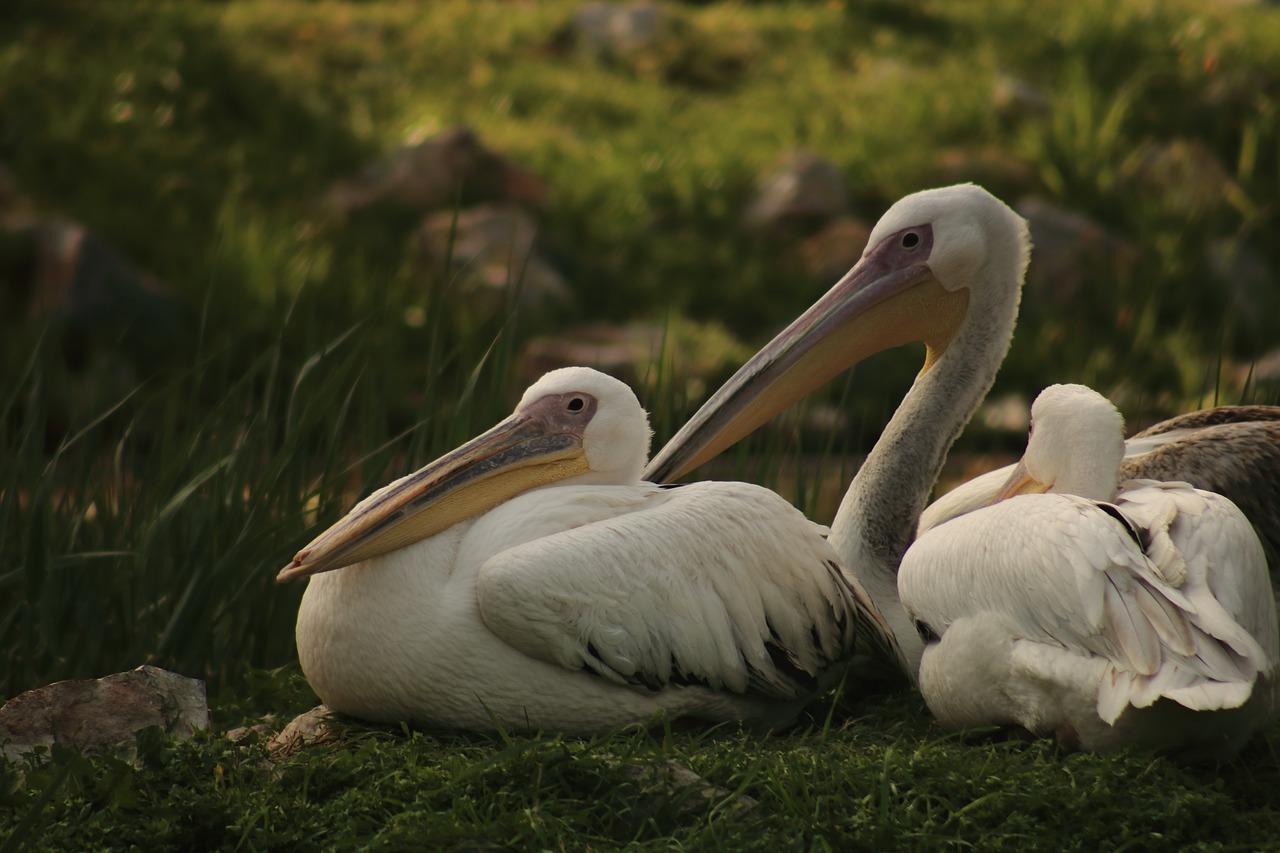 Pelikanas,  Giliai,  Zoo,  Natūralus Gyvenimo, Nemokamos Nuotraukos,  Nemokama Licenzija