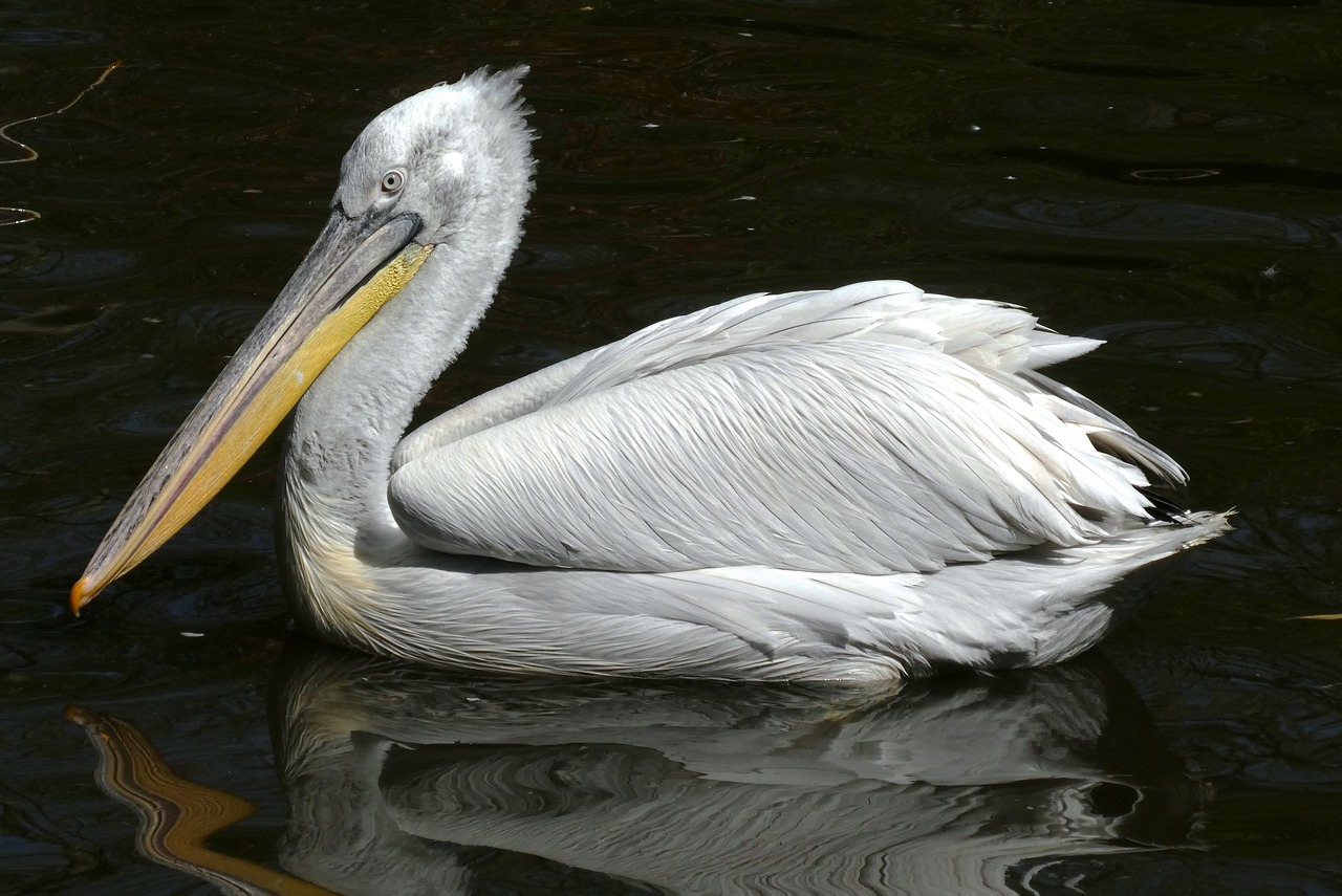 Pelikanas,  Zoo,  Paukštis,  Pobūdį,  Snapas,  Plunksna,  Plunksnos,  Tropical,  Blijdorp,  Roterdamas