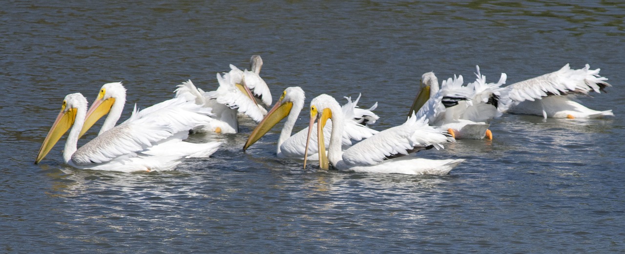 Pelikanas,  Paukštis,  Vandens Paukščiai, Nemokamos Nuotraukos,  Nemokama Licenzija