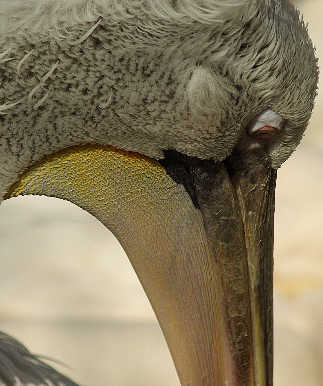 Pelican, Galva, Snapas, Akis, Paukštis, Nemokamos Nuotraukos,  Nemokama Licenzija