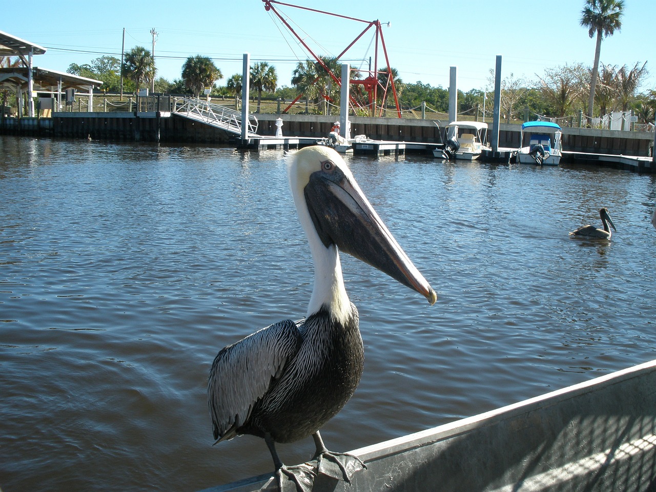 Pelican, Vanduo, Florida, Laukinė Gamta, Paukštis, Pelikanai, Plunksnos, Valtys, Vandens Paukščiai, Sparnas