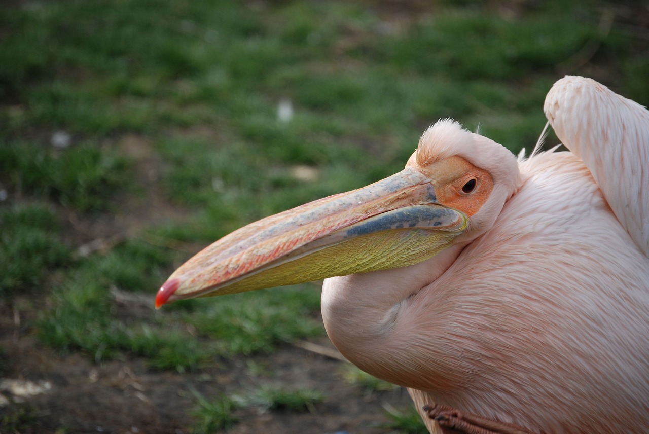 Pelican, Pelecanus Onocrotalus, Snapas, Plunksnos, Vandens Paukštis, Vandens Paukščiai, Spalvinga, Nemokamos Nuotraukos,  Nemokama Licenzija