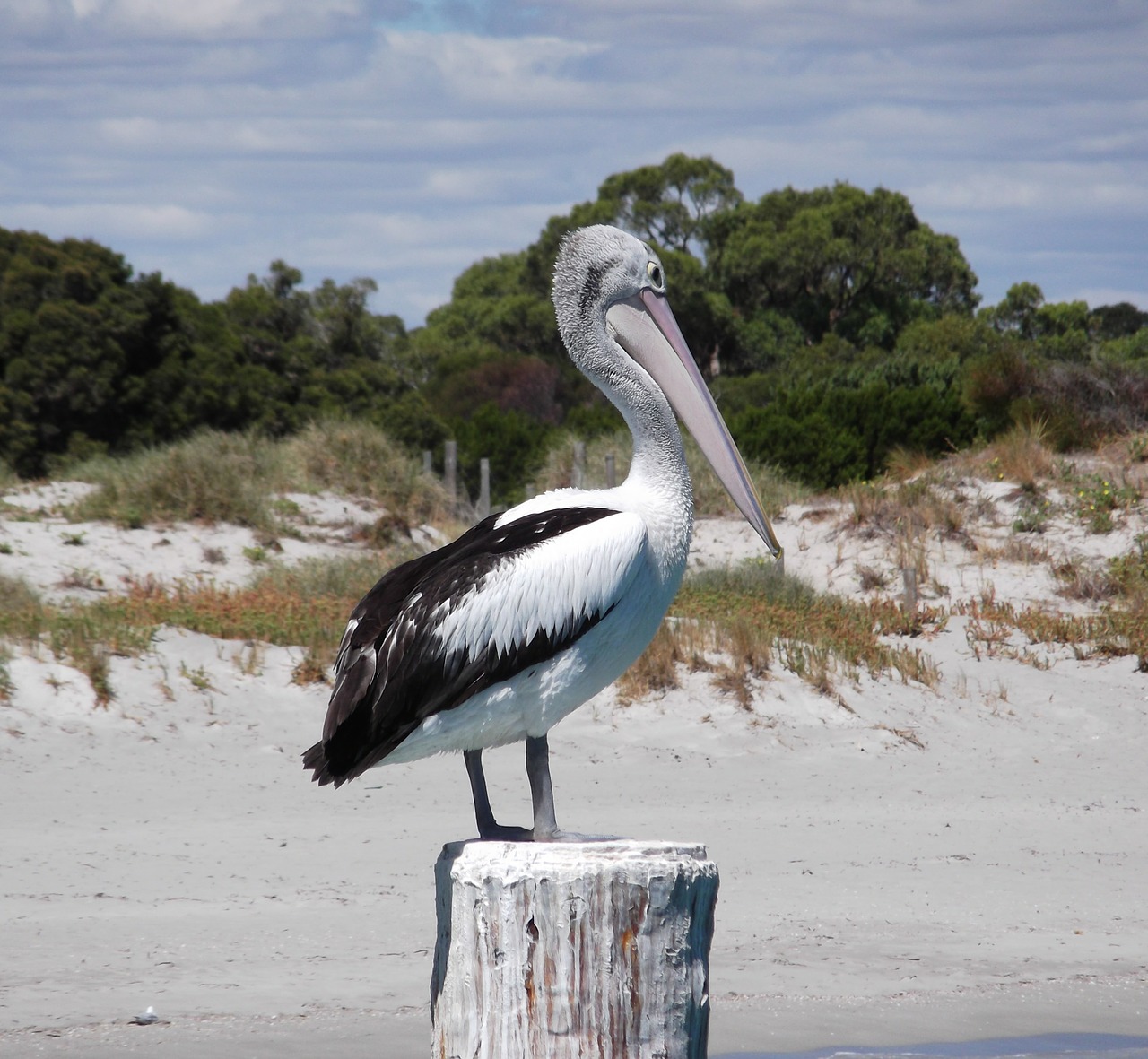 Pelican, Papludimys, Australia, Paukštis, Laukinė Gamta, Gamta, Sparnas, Balta, Smėlis, Kranto