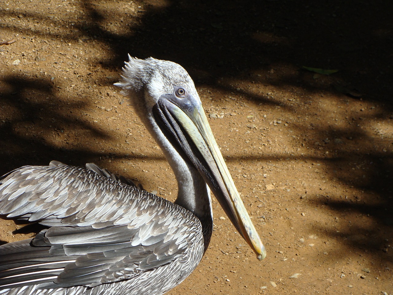 Pelican, Ave, Gyvūnas, Rašiklis, Plumėjimas, Piko, Gyvūnai, Nemokamos Nuotraukos,  Nemokama Licenzija