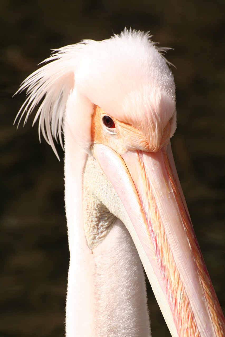 Pelican, Rožinis, Snapas, Gyvūnas, Nemokamos Nuotraukos,  Nemokama Licenzija