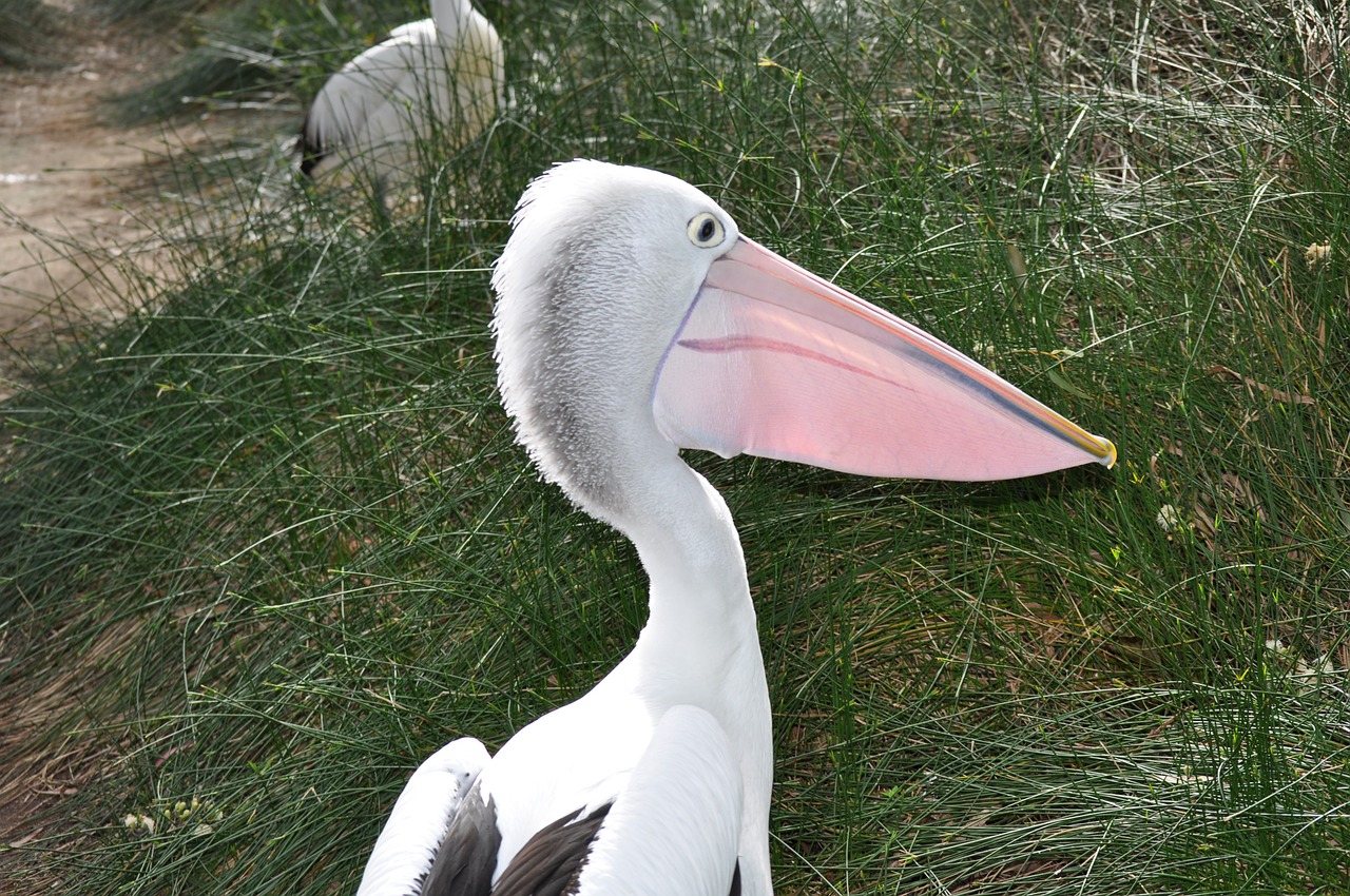 Pelican, Paukštis, Laukinė Gamta, Snapas, Paukštis, Gamta, Nemokamos Nuotraukos,  Nemokama Licenzija