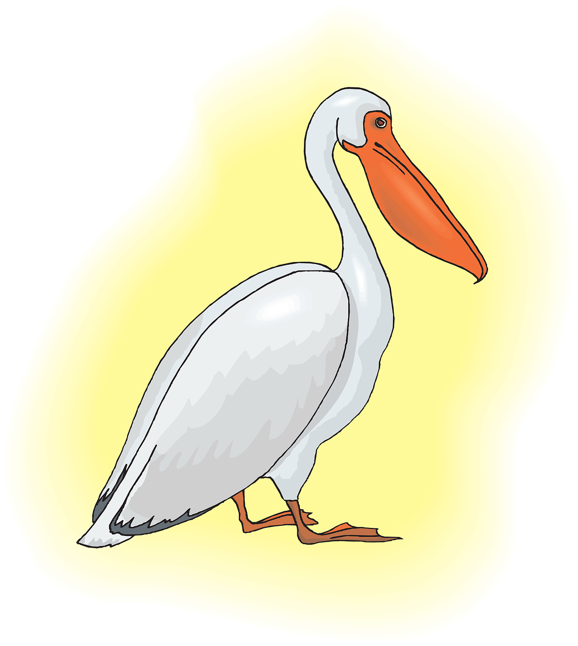 Pelican, Jūros Paukštis, Pelecanus Erythrorhynchos, Pelecanidae, Nemokama Vektorinė Grafika, Nemokamos Nuotraukos,  Nemokama Licenzija