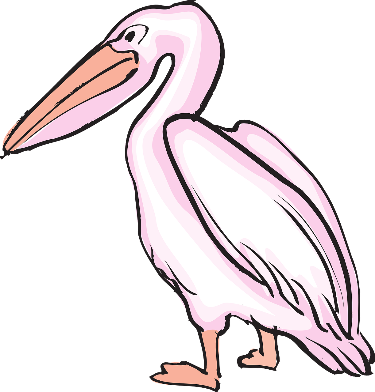 Pelican, Jūros Paukštis, Pelecanus Erythrorhynchos, Pelecanidae, Nemokama Vektorinė Grafika, Nemokamos Nuotraukos,  Nemokama Licenzija