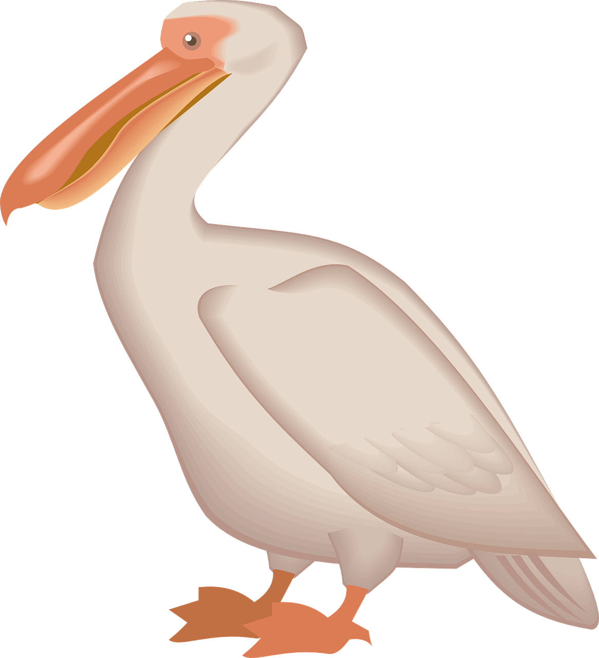 Pelican, Jūros Paukštis, Pelecanus Erythrorhynchos, Pelecanidae, Nemokama Vektorinė Grafika, Nemokamos Nuotraukos,  Nemokama Licenzija