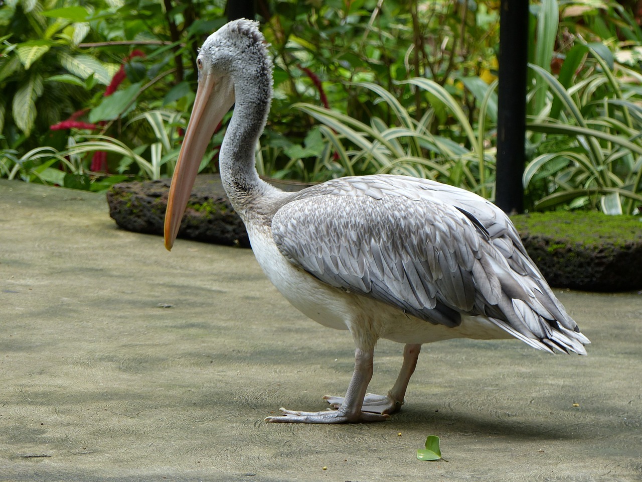 Pelican, Gamta, Paukštis, Nemokamos Nuotraukos,  Nemokama Licenzija