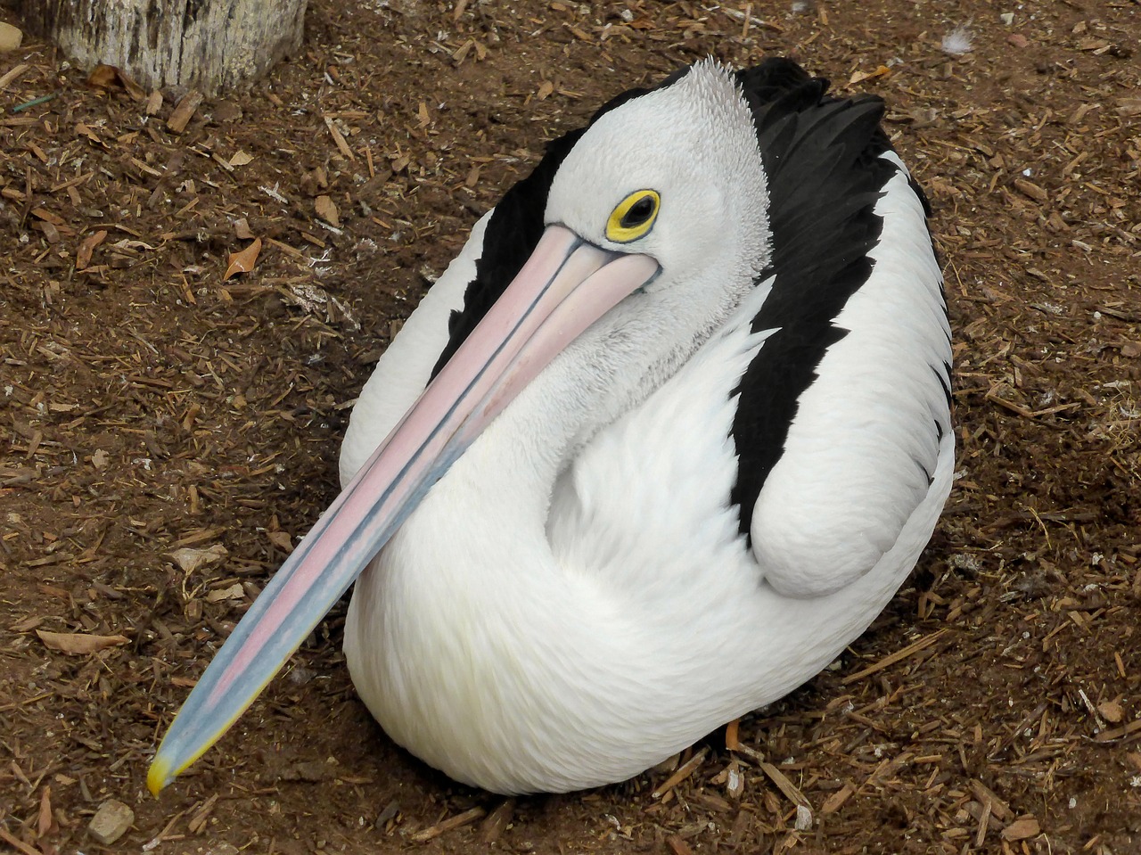 Pelican, Conspicillatus, Paukštis, Vandens Paukštis, Snapas, Balta, Paukštis, Rožinis, Australian, Jūros Paukštis
