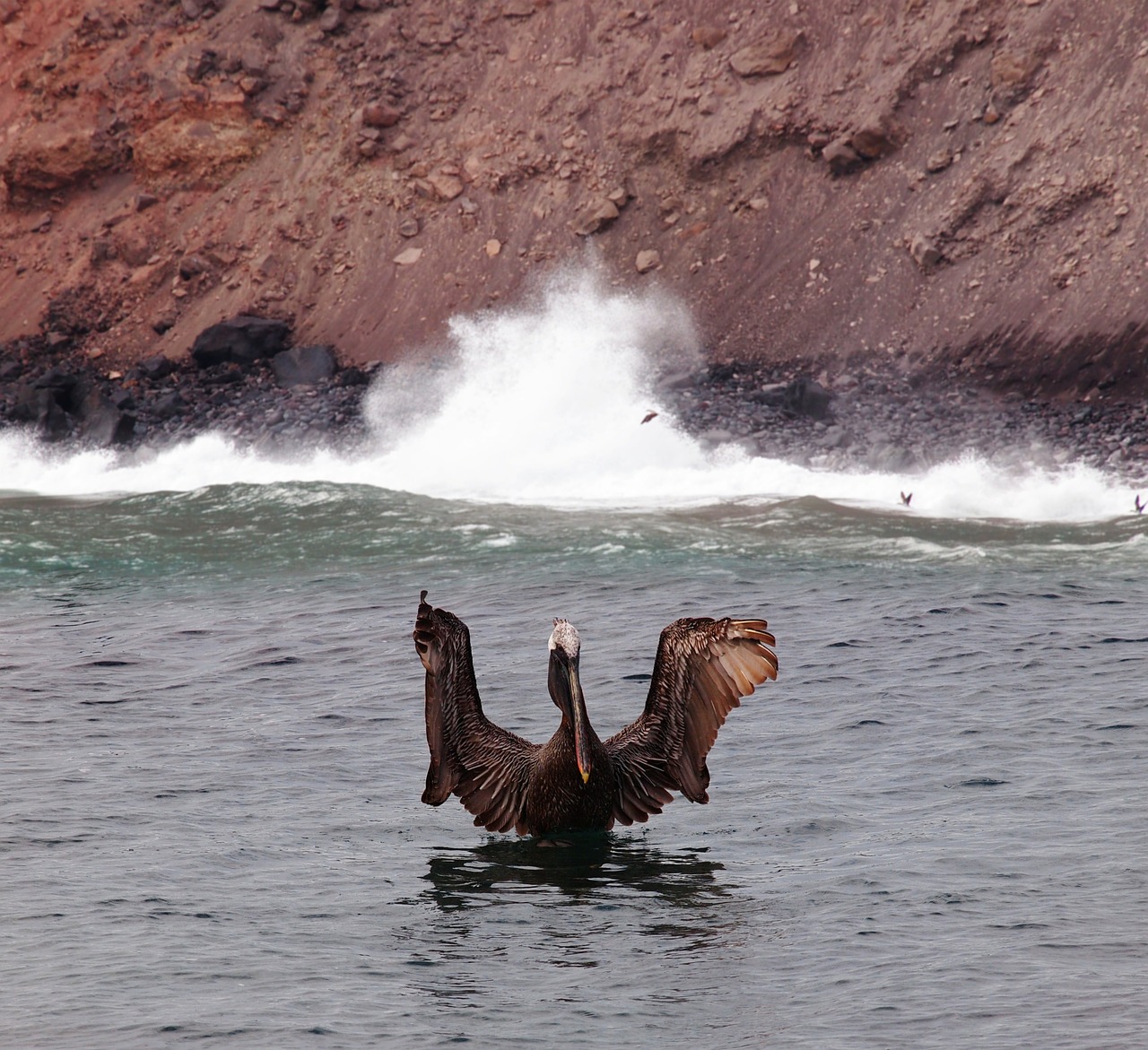 Pelican, Galapagai, Salos, Ecuador, Paukštis, Vandenynas, Sparnai, Nemokamos Nuotraukos,  Nemokama Licenzija