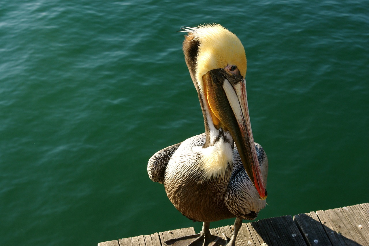 Pelican, Paukštis, Vanduo, Snapas, Gyvūnas, Nemokamos Nuotraukos,  Nemokama Licenzija